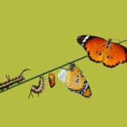 Ecoprudence Anza D'Antonio