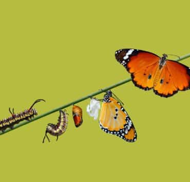 Ecoprudence Anza D'Antonio