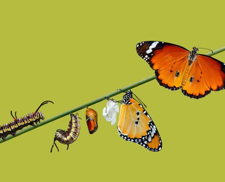 Ecoprudence Anza D'Antonio