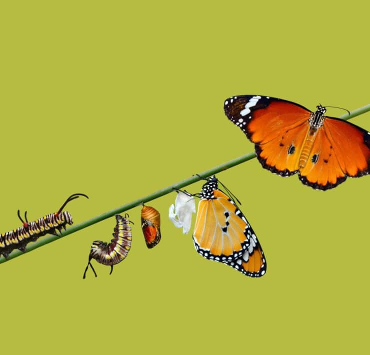 Ecoprudence Anza D'Antonio