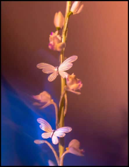 mc40-dc-flower